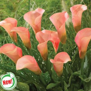 Peach Pearl Calla Lily Thumbnail